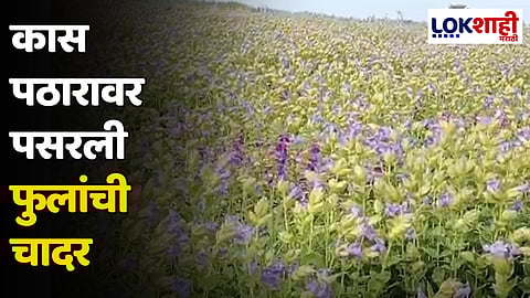 Satara : साताऱ्याचं कास पठार रंगीबेरंगी फुलांनी बहरलं