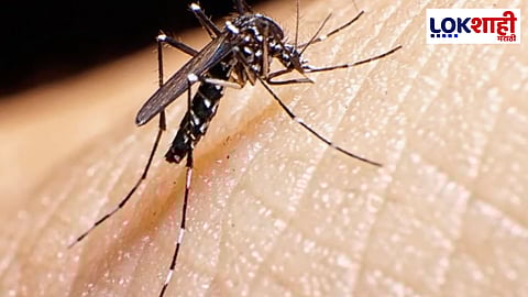 राज्यात चिकनगुनियाचे सर्वाधिक रुग्ण नागपूर शहरात