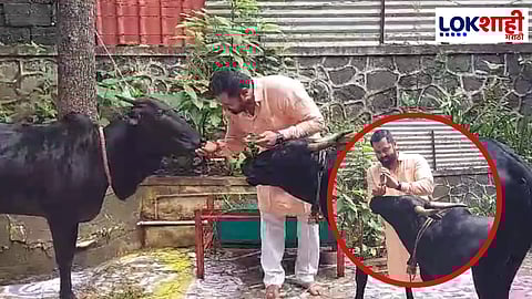 Kolhapur Vasu Baras 2024: कोल्हापुरात वसुबारस निमित्त गो-मातेची पूजा, दिवाळी उत्सवाची सुरुवात