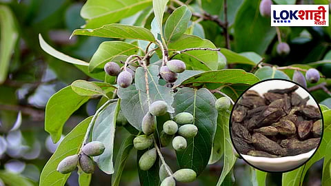 डोळ्यांची सतेजता आणि शक्तीसाठी हिरडा ठरेल गुणकारी...