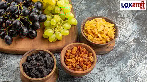 ताज्या द्राक्षांपेक्षा मनुके कसे आहेत आरोग्यासाठी वरदान? जाणून घ्या फायदे