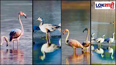 Satara: साताऱ्यात 51 दुर्मिळ पक्ष्यांचे आगमन, पर्यावरणीय समृद्धतेचे प्रतीक