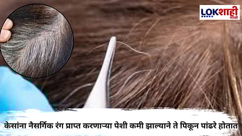 पांढरे केस तोडतायं; थांबा! आधी 'हे' वाचा