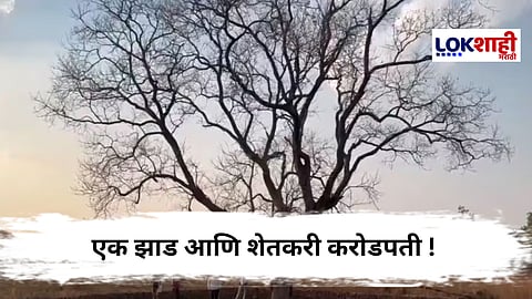 रक्तचंदनाच्या एका झाडामुळे चांदी! एका रात्रीत शिंदे कुटुंब करोडपती; रेल्वेला कोर्टात खेचून केसही जिंकली