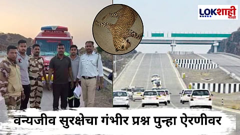 Samruddhi Mahamarg : वन्यजीवांसाठी मृत्यूचा महामार्ग; वाहनाच्या धडकेने घेतला बिबट्याचा बळी