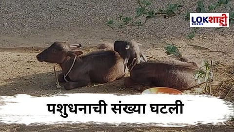 पशुधनात मोठी घट; दोन लाखांहून अधिक पशुधन कमी, शासनाकडे अहवाल सादर