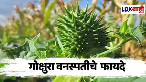 Gokshura : गोक्षुरा वनस्पतीचा उपयोग, आरोग्यदायी फायदे