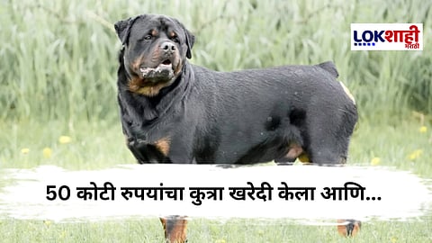 अजब ! जगातील महागडा कुत्रा आणि ईडीची चौकशी, मालक हैराण, नक्की प्रकरण काय?