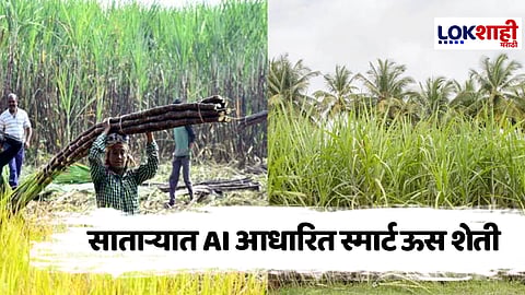 Satara : साताऱ्यात ऊस शेतीत एआयचे नवे युग; कमी पाणी, कमी खत, कमी मजुरी – अधिक उत्पादन
