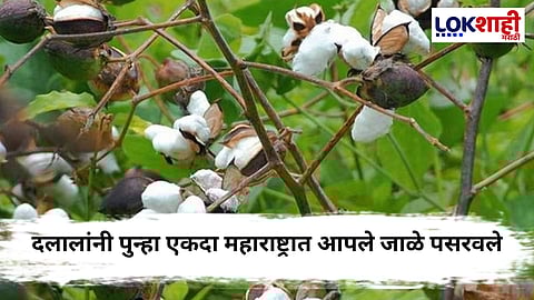 शेतकऱ्यांनो सावधान ! बेकायदेशीर HTBT कापूस बियाण्यांची विक्री