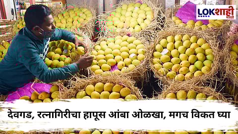 हापूसच्या नावाखाली फसवणूक! बाजारात केमिकलयुक्त बनावट आंब्यांची सर्रास विक्री सुरू