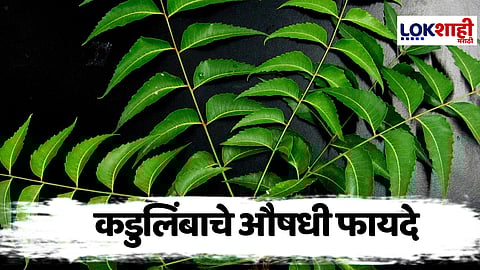 Benefits Of Neem Leaves : उन्हाळ्यात निरोगी आरोग्यासाठी कडुलिंबाचे 'हे' आहेत औषधी फायदे