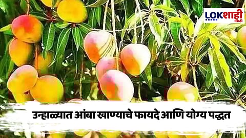 Mango : आंबा खाण्याची योग्य पद्धत कोणती? जाणून घ्या...