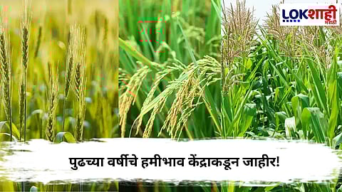 Kharif MSP : शेतकऱ्यांसाठी आनंदाची बातमी ; सोयाबीन आणि कापसाच्या हमीभावात वाढ
