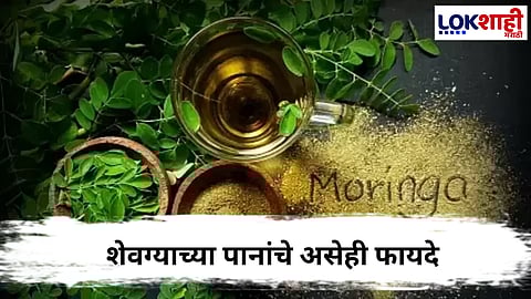 Moringa Leaves : शेवग्याची पानं केसांसाठी वरदान ; जाणून घ्या वापर आणि फायदे