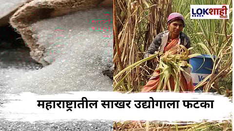 Sugar Production : बदलत्या हवामानामुळे साखर उत्पादनात घट, दरवाढीची शक्यता