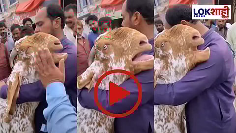 Goat Emotional video : आई गं शेवटी जीव तो! चक्क माणसारखा गळ्यात पडून ढसाढसा रडला; ईदच्या दिवशी रडणाऱ्या बकऱ्याचा Viral Video