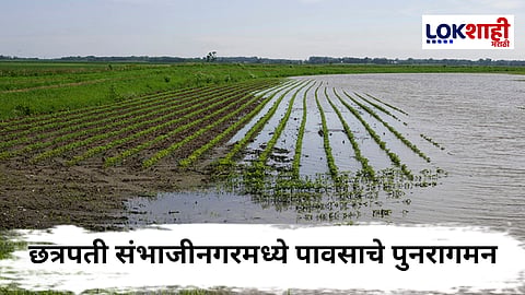 Chhatrapati Sambhaji Nagar : जिल्हाभरात पावसाचे पुनरागमन; शेतशिवारात नवा उत्साह, नदी-नाल्यांना पूर