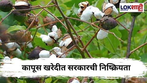 Cotton Market News : कापसाचा दर कमी होण्यासाठी शासन जबाबदार;