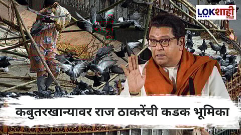 Raj Thackeray : मनसे-शिवसेना घनिष्ठ, कबुतरखान्याच्या मुद्द्यावर राज ठाकरेंची स्पष्ट भूमिका