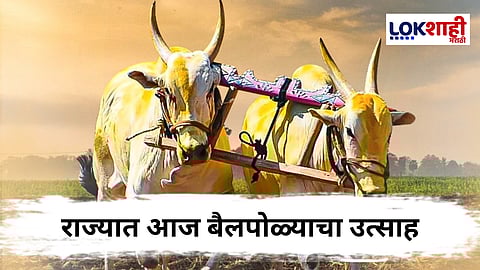 Bail Pola Festival : राज्यात बैलपोळ्याचा उत्सव साजरा, शेतकऱ्यांमध्ये आनंदाचे वातावरण