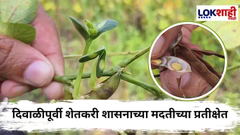 Wardha : वर्ध्यात हातातोंडांशी आलेला घास हिरवला! शेतकऱ्यांना एकएक संकटाचा सामना