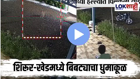 Pune : शिरूर-खेड थरकाप उडवणारा प्रकार; बिबट्याचा कहर सुरूच