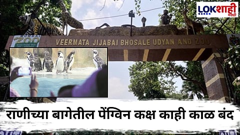 Byculla Ranichi baug : मुंबईकरांसाठी महत्त्वाची बातमी! राणीच्या बागेतील येत्या काळात पेंग्विन्स पाहता येणार नाहीत; जाणून घ्या कारण