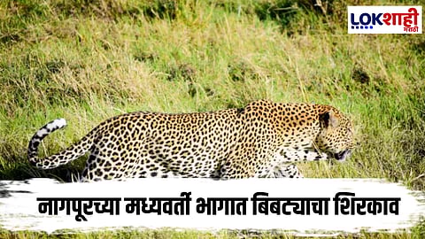 Nagpur : भांडेवाडीच्या दाट वस्तीत बिबट्याचा शिरकाव; वनविभागाची बचावमोहीम सुरू