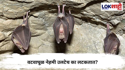 Bats Mystery : वटवाघुळांचे झाडाला उलटे लटकण्यामागे काय आहे रहस्य?