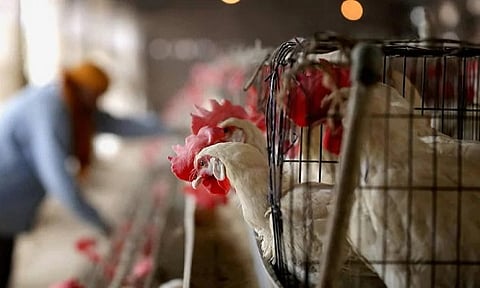 राज्यात बर्ड फ्लूच्या संसर्गामुळे 70 हजार कोंबड्या नष्ट