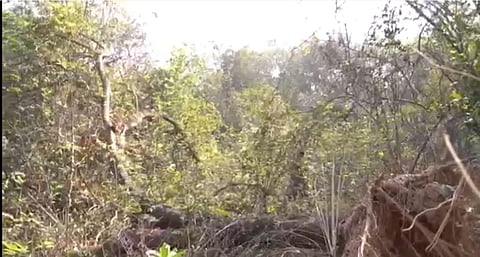 Aarey Metro Car Shed : आरेमधील वृक्षतोड प्रकरणी उद्या सुनावणी, वनशक्ती संस्थेकडून याचिका दाखल