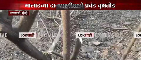 मालाडमध्ये मोठ्या प्रमाणावर झाडांची कत्तल, आरे वाचविण्यासाठी धावलेले पर्यटनमंत्री आदित्य ठाकरे मौन का?