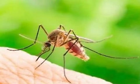 World Malaria Day 2021 : जाणून घ्या वर्ल्ड मलेरिया डे चा इतिहास, महत्त्व