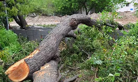 संग्रहित छायाचित्र