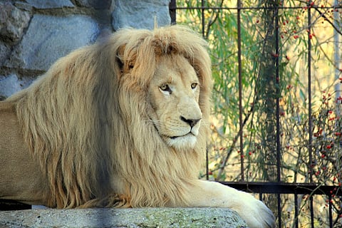 तामिळनाडूमधील खळबळजणक घटना, कोरोनाने सिंहाचा मृत्यू