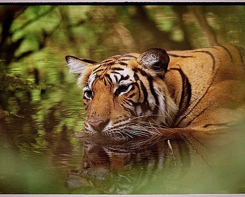 InternationalTigerDay | मुख्यमंत्री उद्धव ठाकरे यांनी टिपलेले वाघाचे फोटो