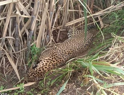 साताऱ्यात निमोनियामुळे बिबट्याचा मृत्यू