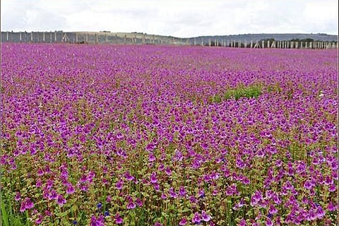 Kas Pathar Season 2021 | कास पठार उद्यापासून पर्यटकांसाठी खुले