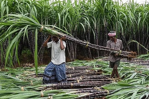 एफआरपी प्रति क्विंटल २९० रुपये;ऊस उत्पादक शेतकऱ्यांमध्ये नाराजी