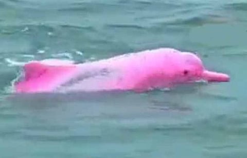 समुद्रात आढळला गुलाबी डॉल्फिन, पाहा व्हिडीओ