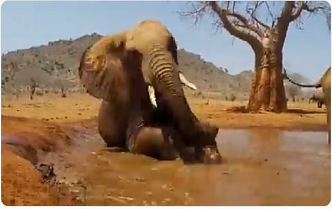 पाहा गजराजची धम्माल मजा