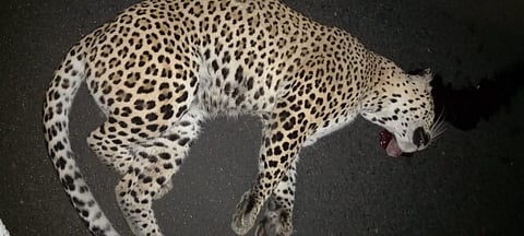 वर्ध्यात अज्ञात वाहनाच्या धडकेत बिबट्या ठार