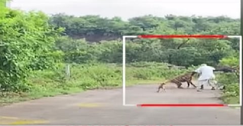 Watch Video; खेडमध्ये जंगली तरसाच्या हल्ल्यात 2 जण जखमी