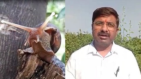 अमरावती जिल्ह्यात पिकावर शंखअळीचा प्रादुर्भाव