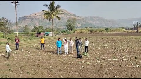 बनावटा बियांनांचा शेतकऱ्यांना लाखोंचा फटका