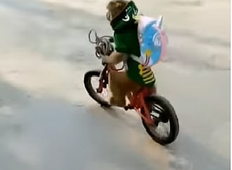 सायकल चालवणाऱ्या माकडाचा व्हिडीओ व्हायरल