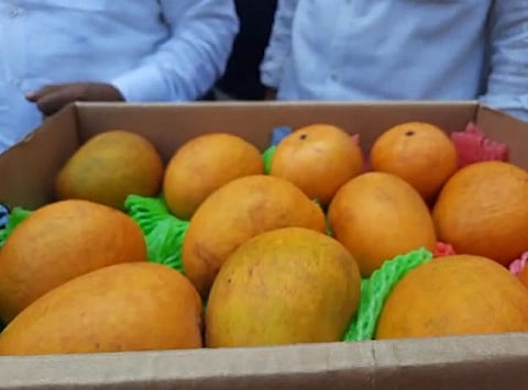 थेट आफ्रिकेहून पोहोचला सांगलीत हापूस आंबा; किंमत माहितीय का ?