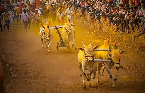 राज्यात बैलगाडा शर्यतींना परवानगी, सुप्रीम कोर्टाचा मोठा दिलासा