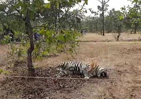 गोंदियात विजेचा शॉक देऊन वाघाची शिकार; वनविभागाकडून ६ आरोपींना कटक